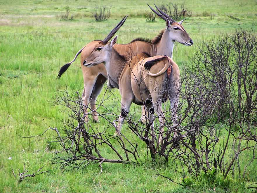 Eland antelope in grassland