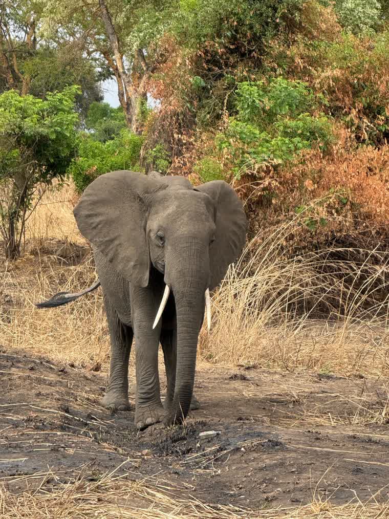 Elephant on a Tanzania safari