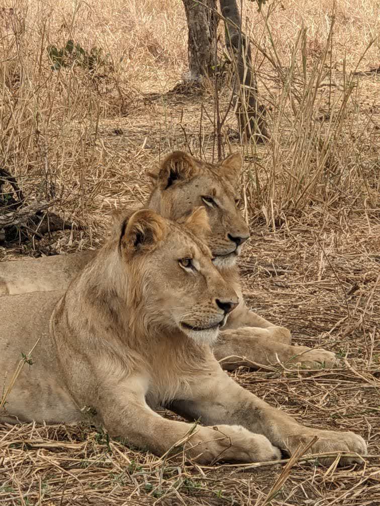 Lions resting in the bush