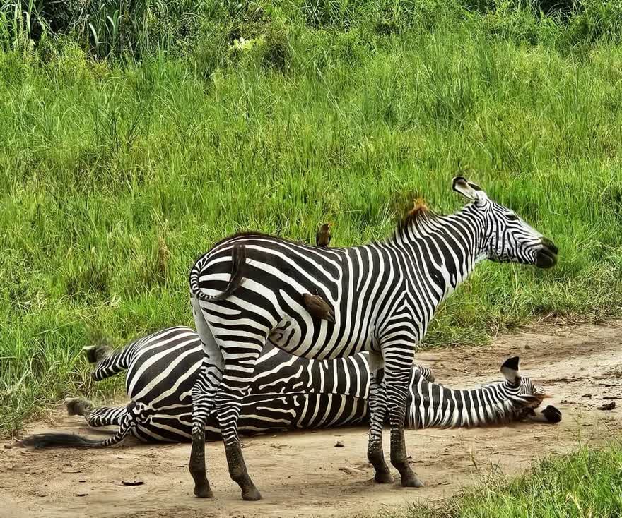 Zebras on the plains