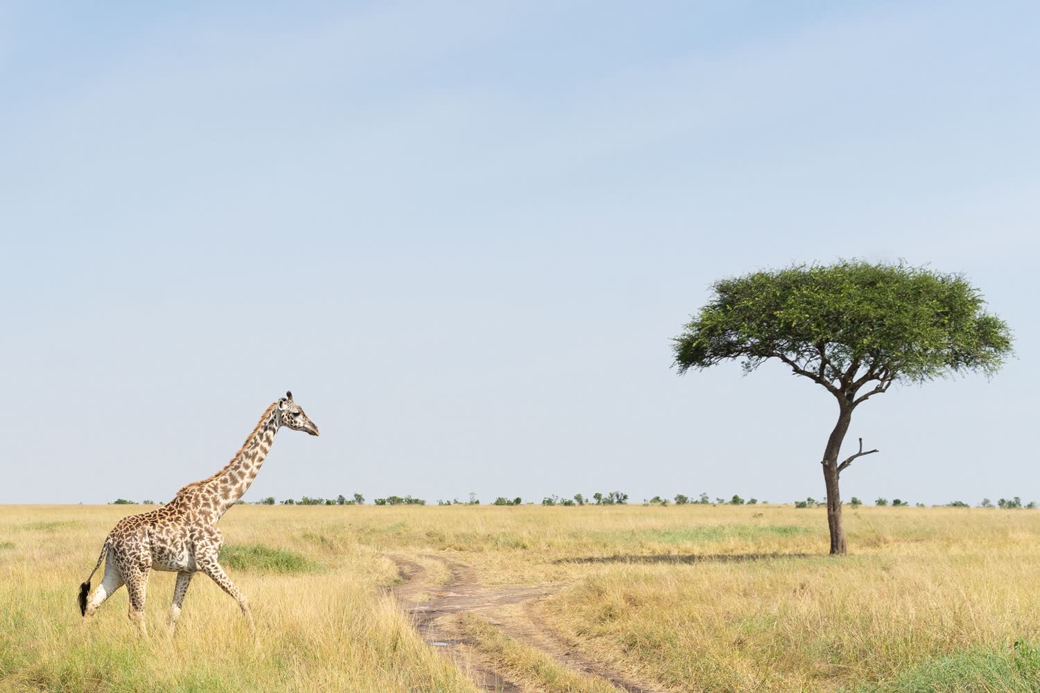 Serengeti safari, Tanzania mainland